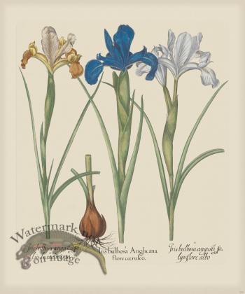 Besler 200 Colored  B2